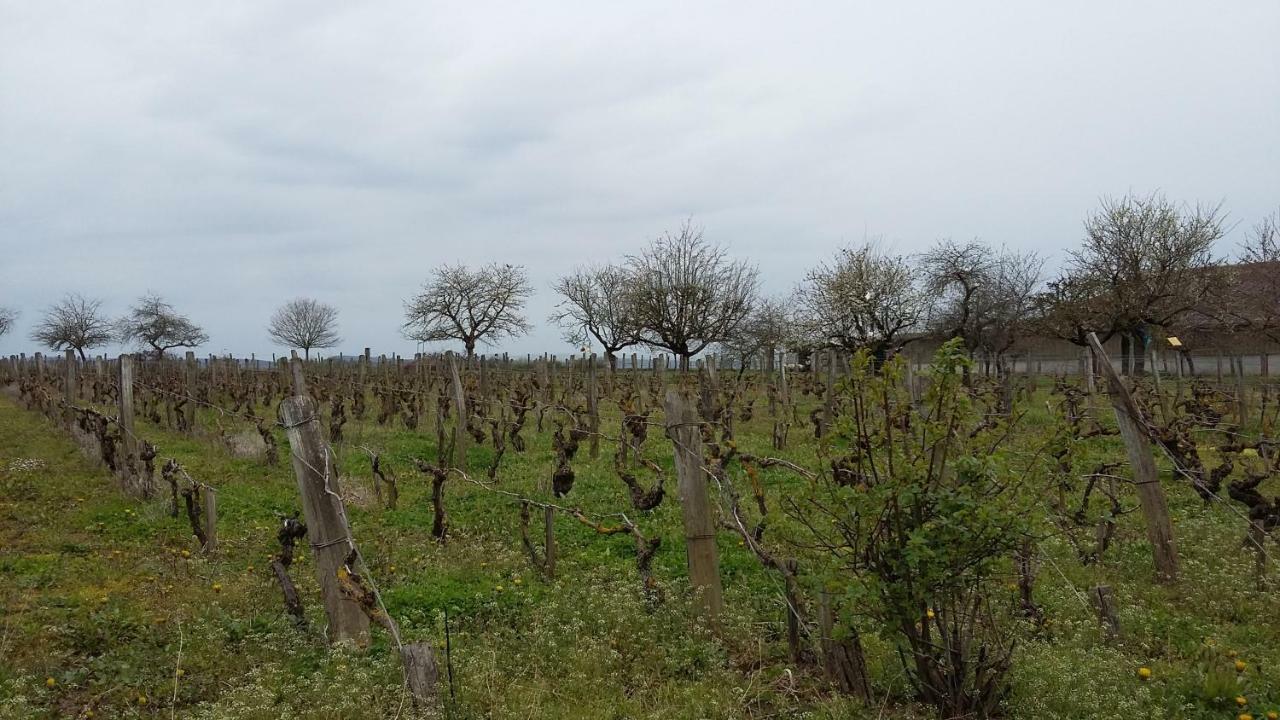 La Chagnelotte Apartament Farges-les-Chalon Zewnętrze zdjęcie